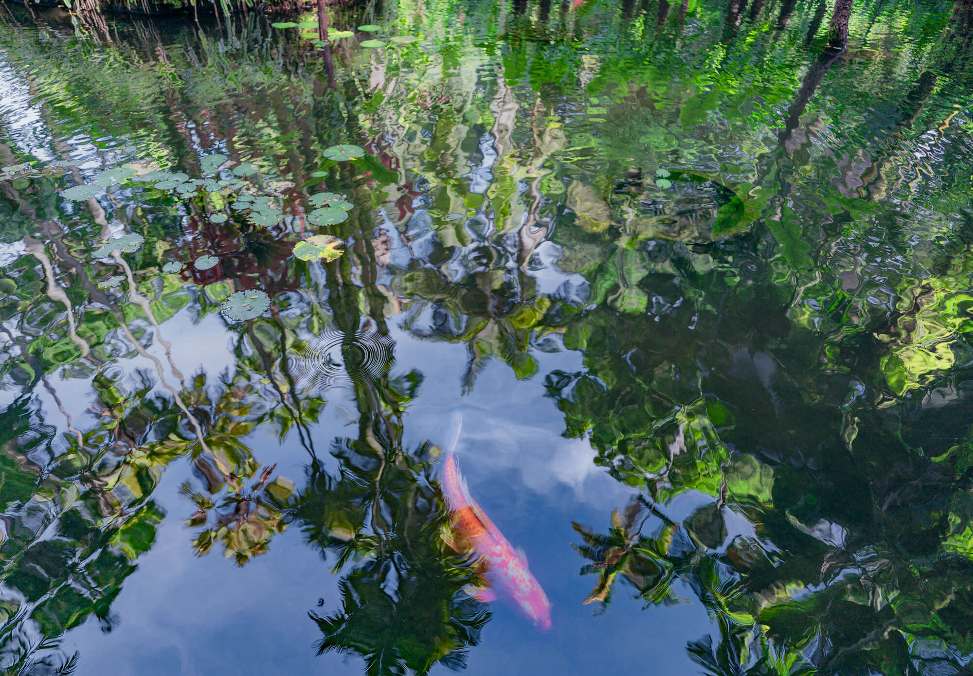 Post-Impressionist Koi